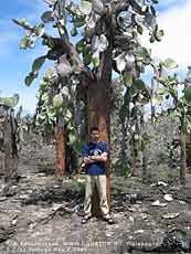  Opuntia echios gigantea,  -, 