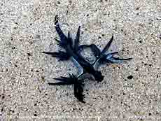 Glaucus - ,   ,  .      .  .