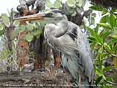   Ardea herodias cognata,  .    .