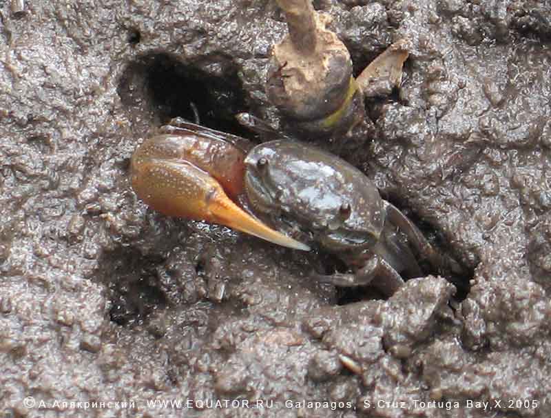   Uca galapagensis Rathbun, 1902 -   