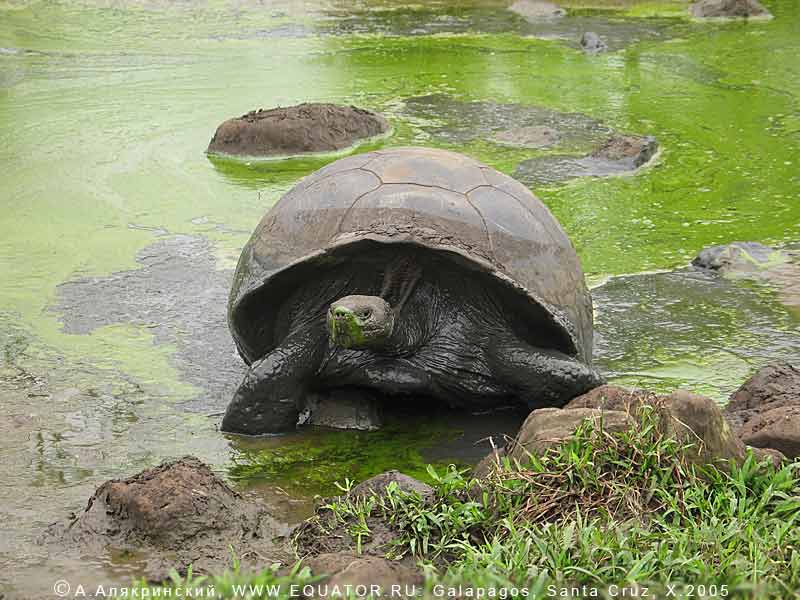 ,   , Geochelone elephantopus   -