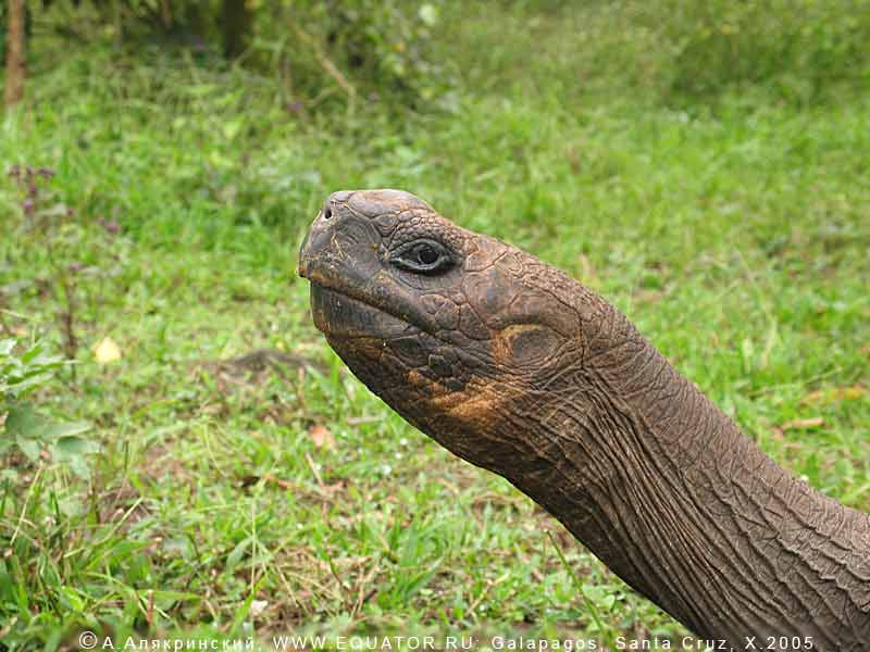   , Geochelone elephantopus,  -