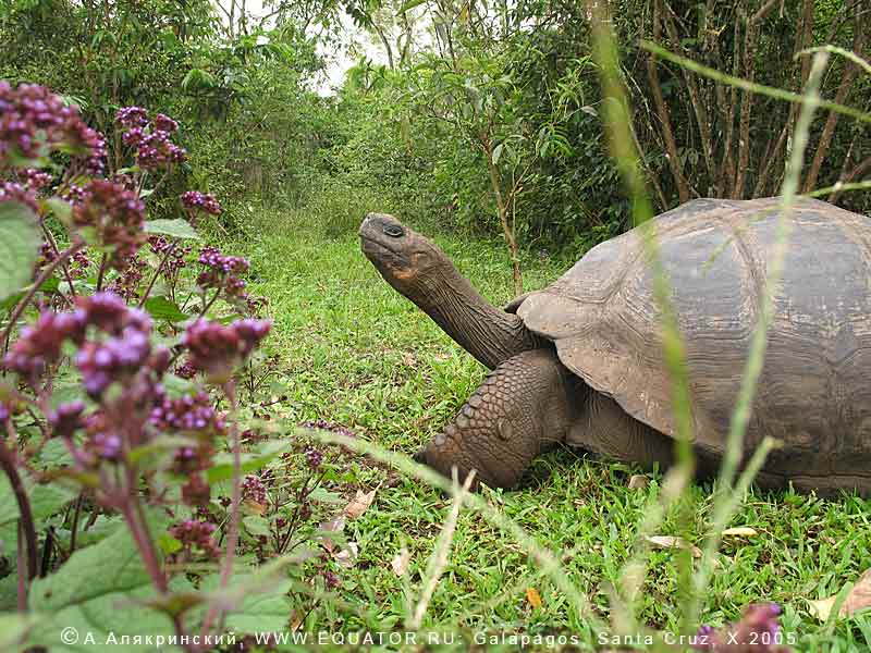    , Geochelone elephantopus,  -,  -