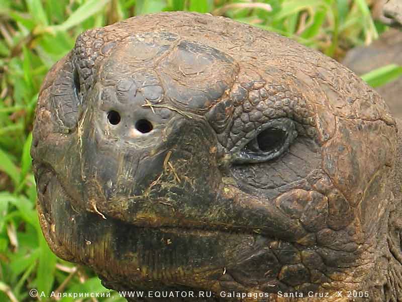    , Geochelone elephantopus