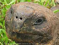    , Geochelone elephantopus