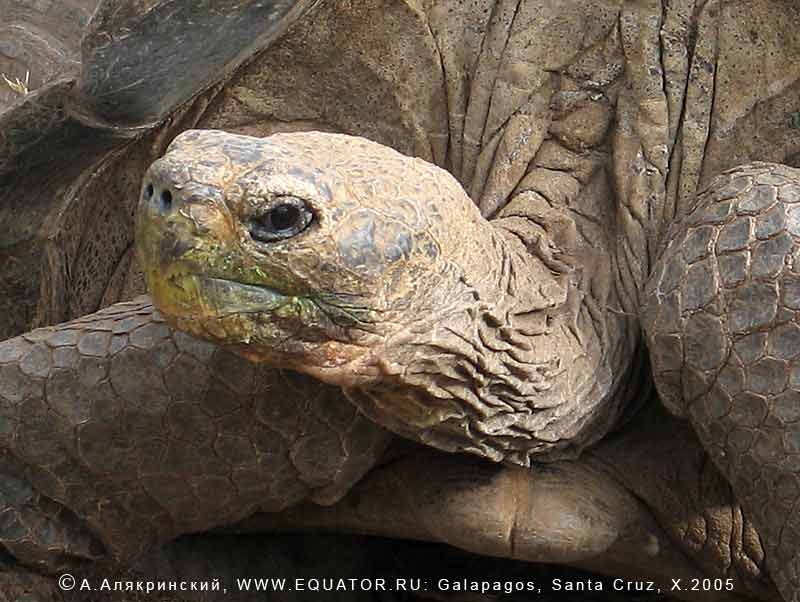 ,   , Geochelone elephantopus   -