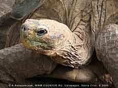 ,   , Geochelone elephantopus   -