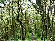    (Scalesia),  -, .