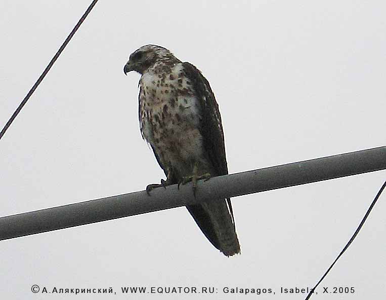   Buteo galapagoensis,    - 120 