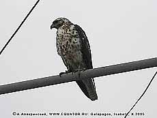   Buteo galapagoensis,    - 120 