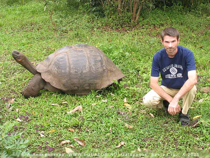 ,  ,    (!), Geochelone elephantopus