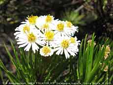 Darwiniothamnus tenuifolius - ,     .     .   3- .