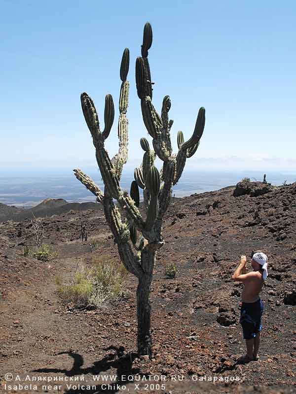  Jasminocereus  thouarsii (Weber), ,  .