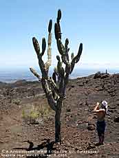  Jasminocereus  thouarsii (Weber), ,  .
