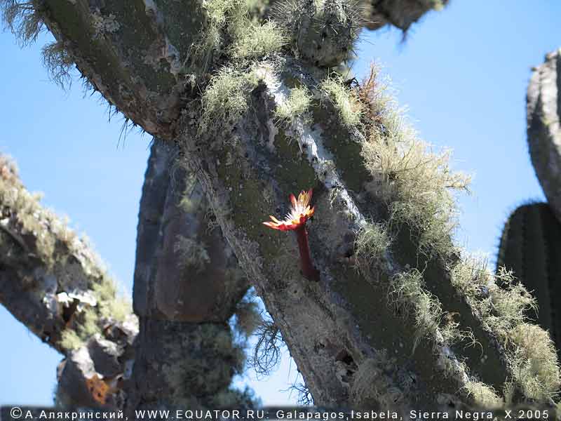    , Jasminocereus  thouarsii (Weber), ,  .