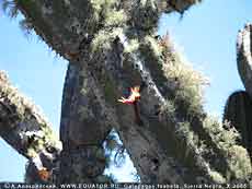    , Jasminocereus  thouarsii (Weber), ,  .