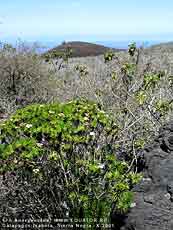 Darwiniothamnus tenuifolius - ,     .     .   3- .