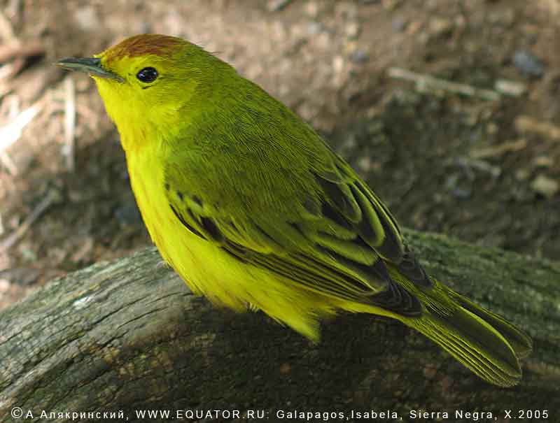    Dendroica petechia aureola -        