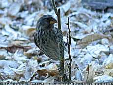   Geospiza fortis (?),  , 