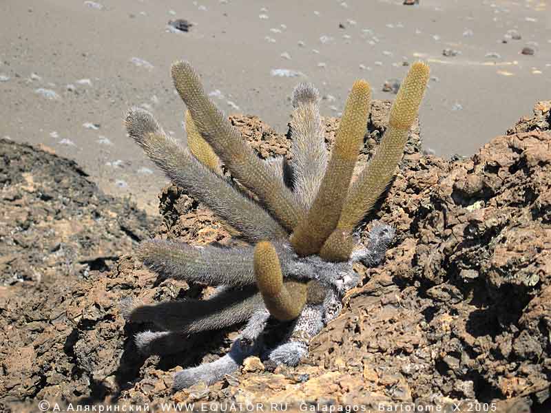       ,  -  Brachycereus nesioticus