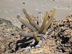       ,  -  Brachycereus nesioticus