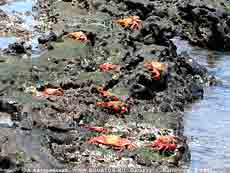  Grapsus grapsus, , 