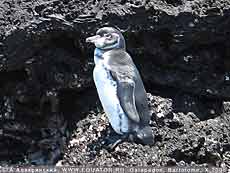    -   ! Spheniscus mendiculus, . ,  
