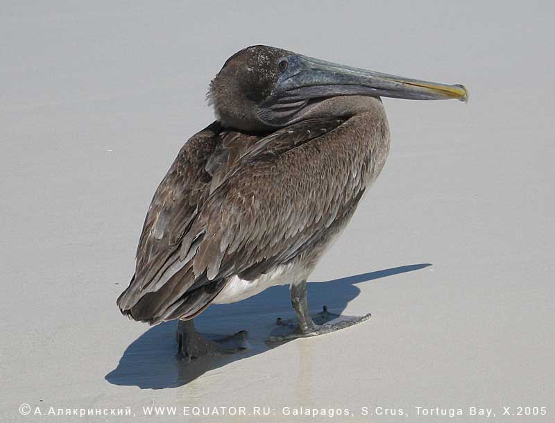   Pelecanus occidentalis urinator