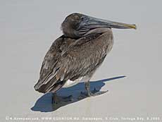  Pelecanus occidentalis urinator