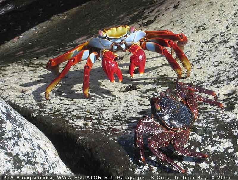  Grapsus grapsus, , .    .