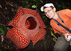  Rafflesia arnoldii   , 