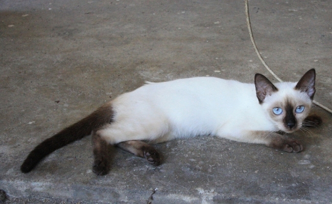 Уличная сиамская кошка, Таиланд