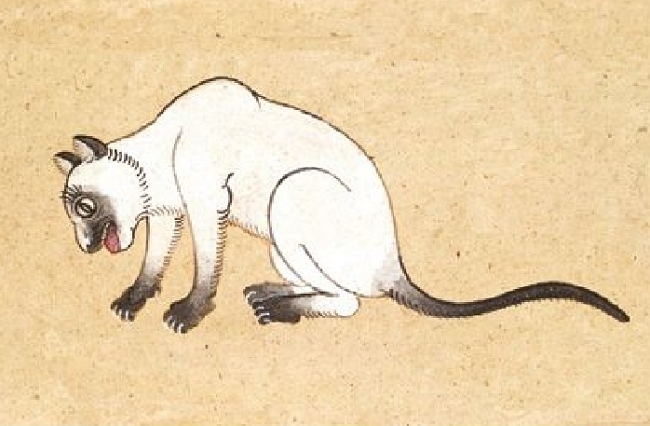 Сиамская кошка из древней тайской книги