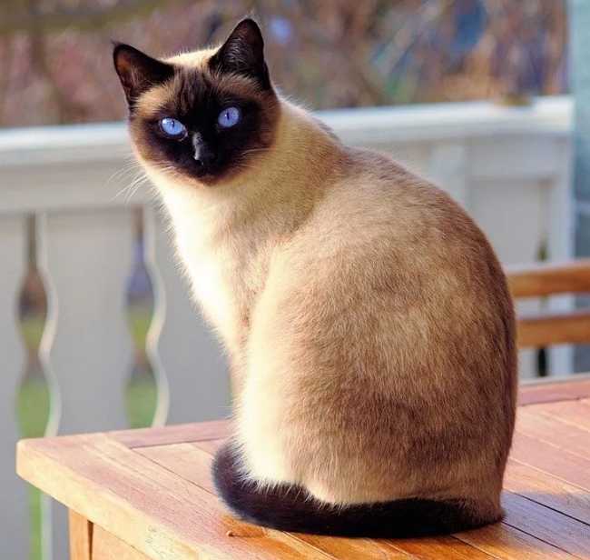 Сиамская кошка позирует